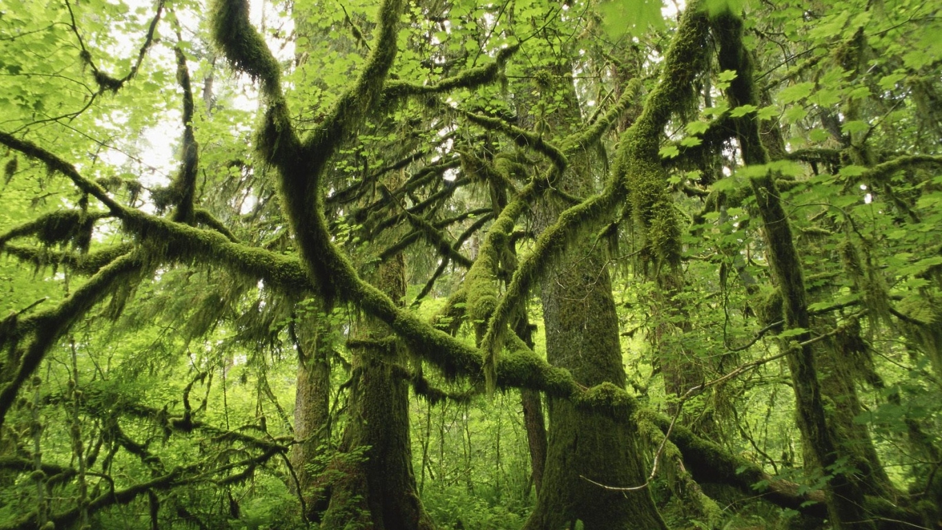 Лес поросший мхом