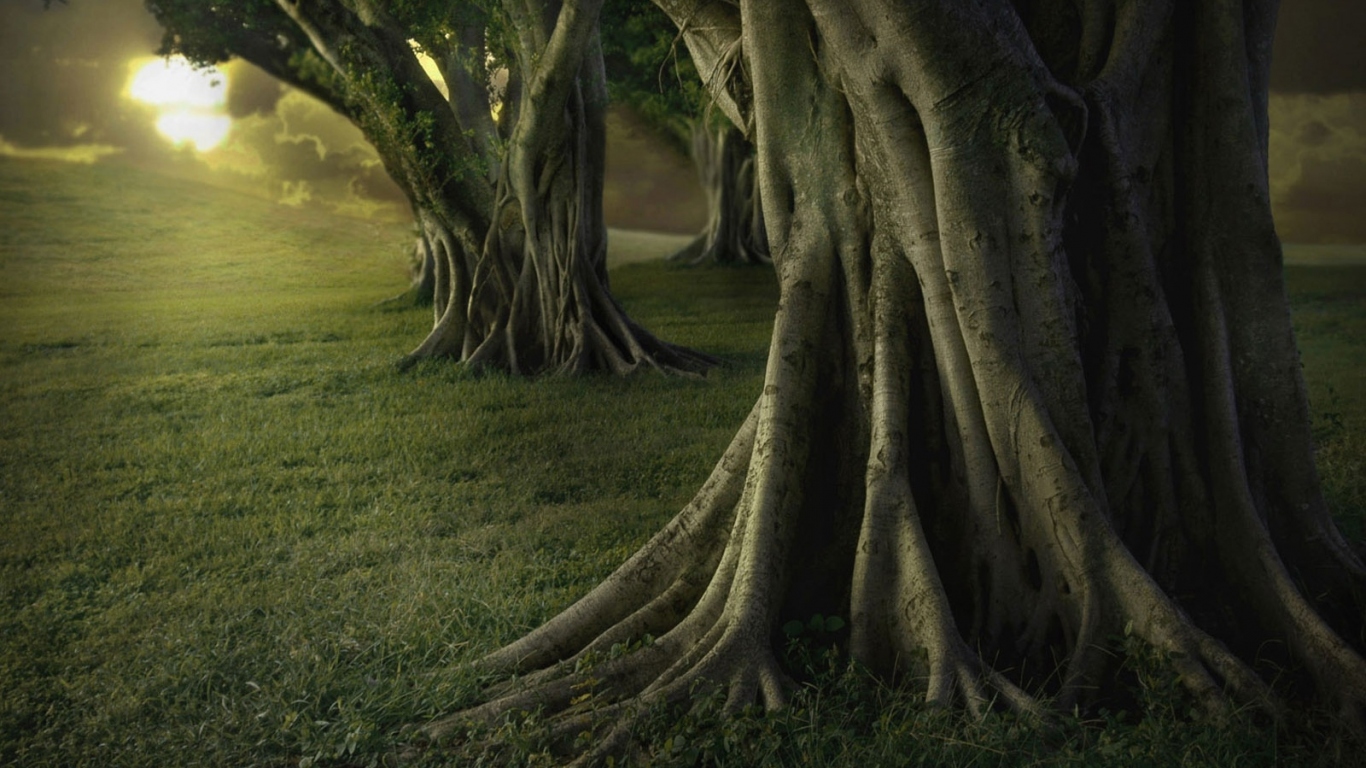 Старые деревья