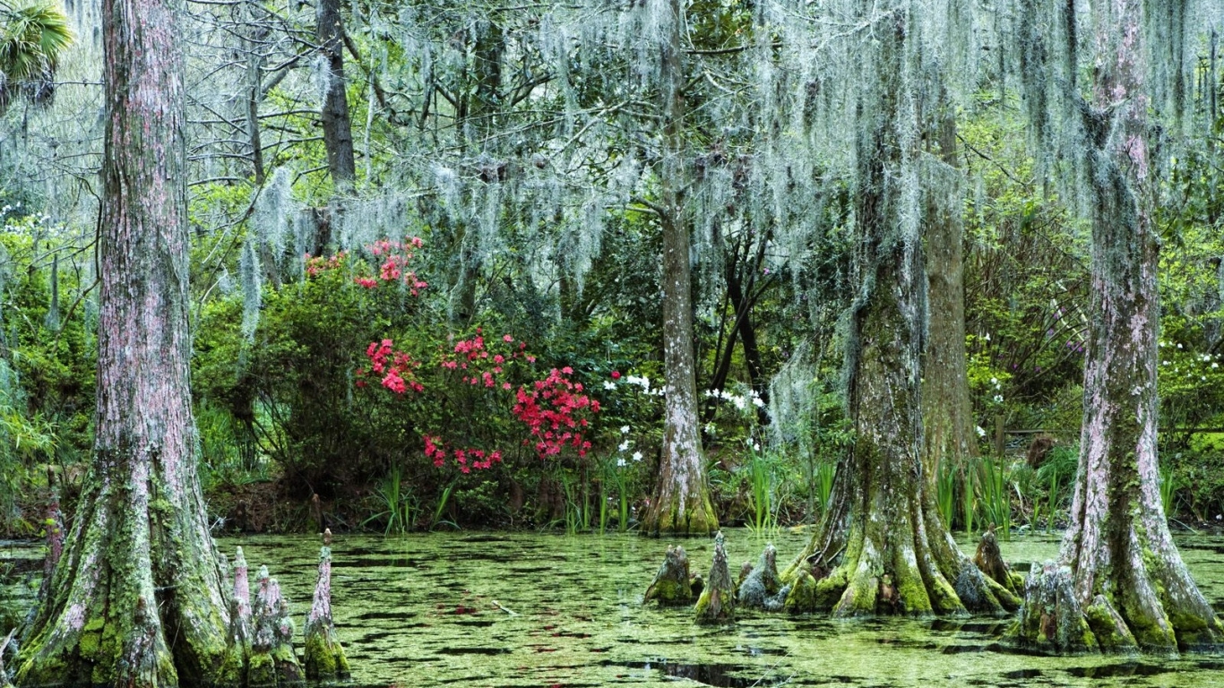 Затонувший лес