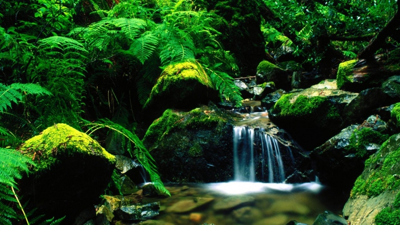 Forest Stream wallpapers and images - wallpapers, pictures, photos