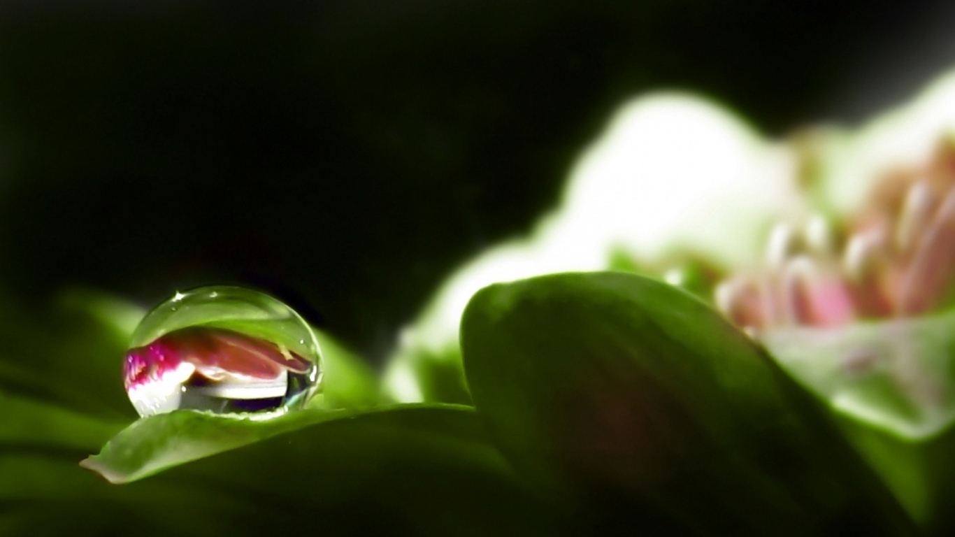 Капля росы на цветке