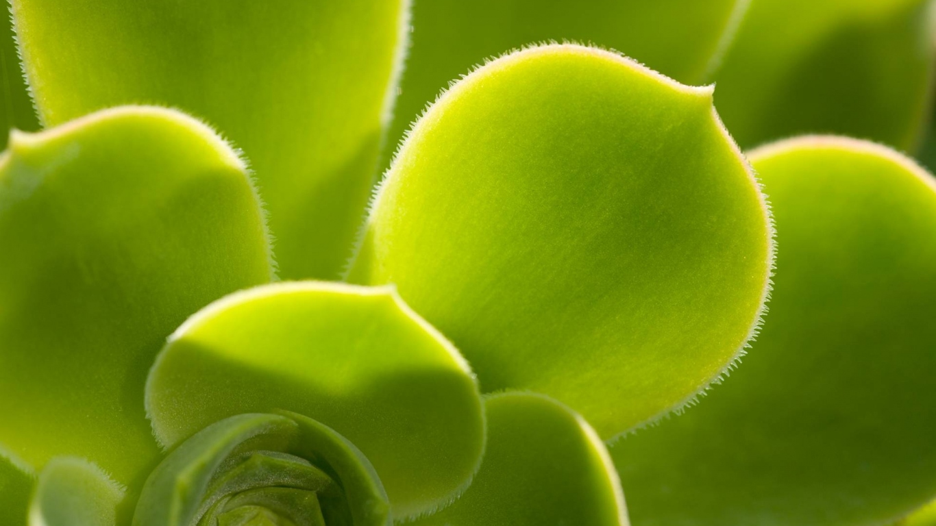 Красивое растение