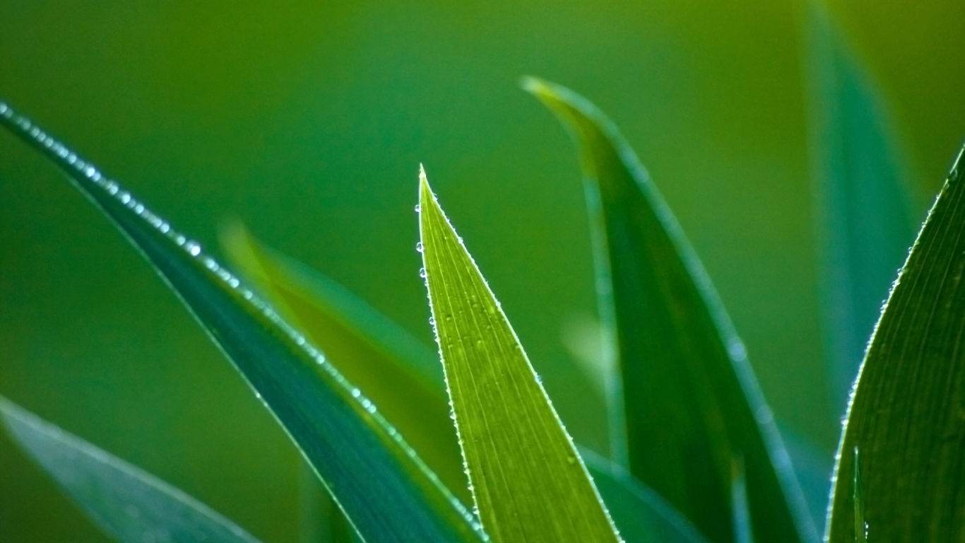 Зеленые травинки