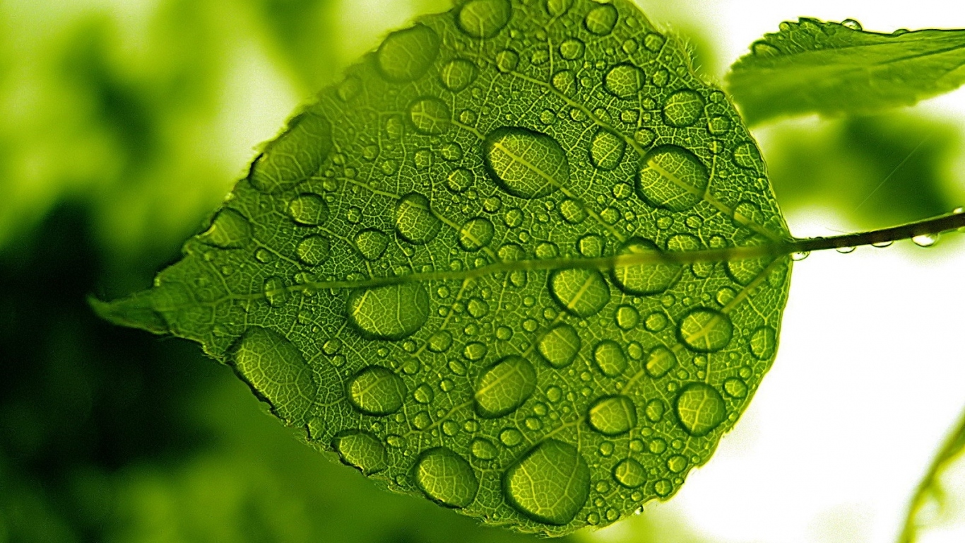 Зеленый лист