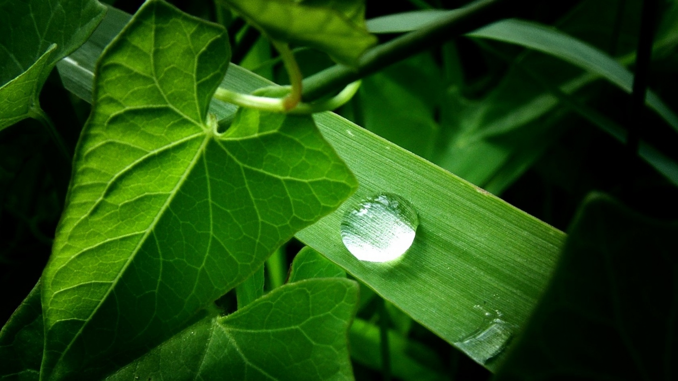 Зеленое растение