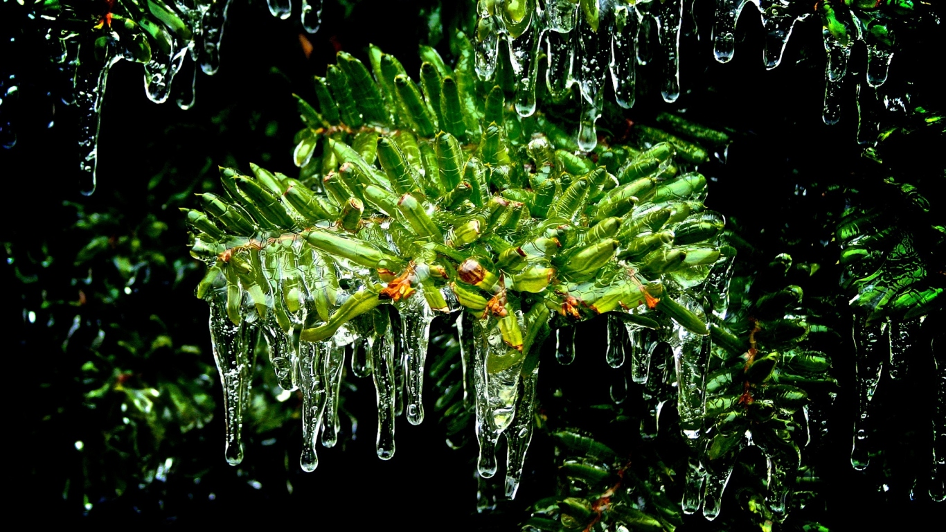 Листья покрытые льдом