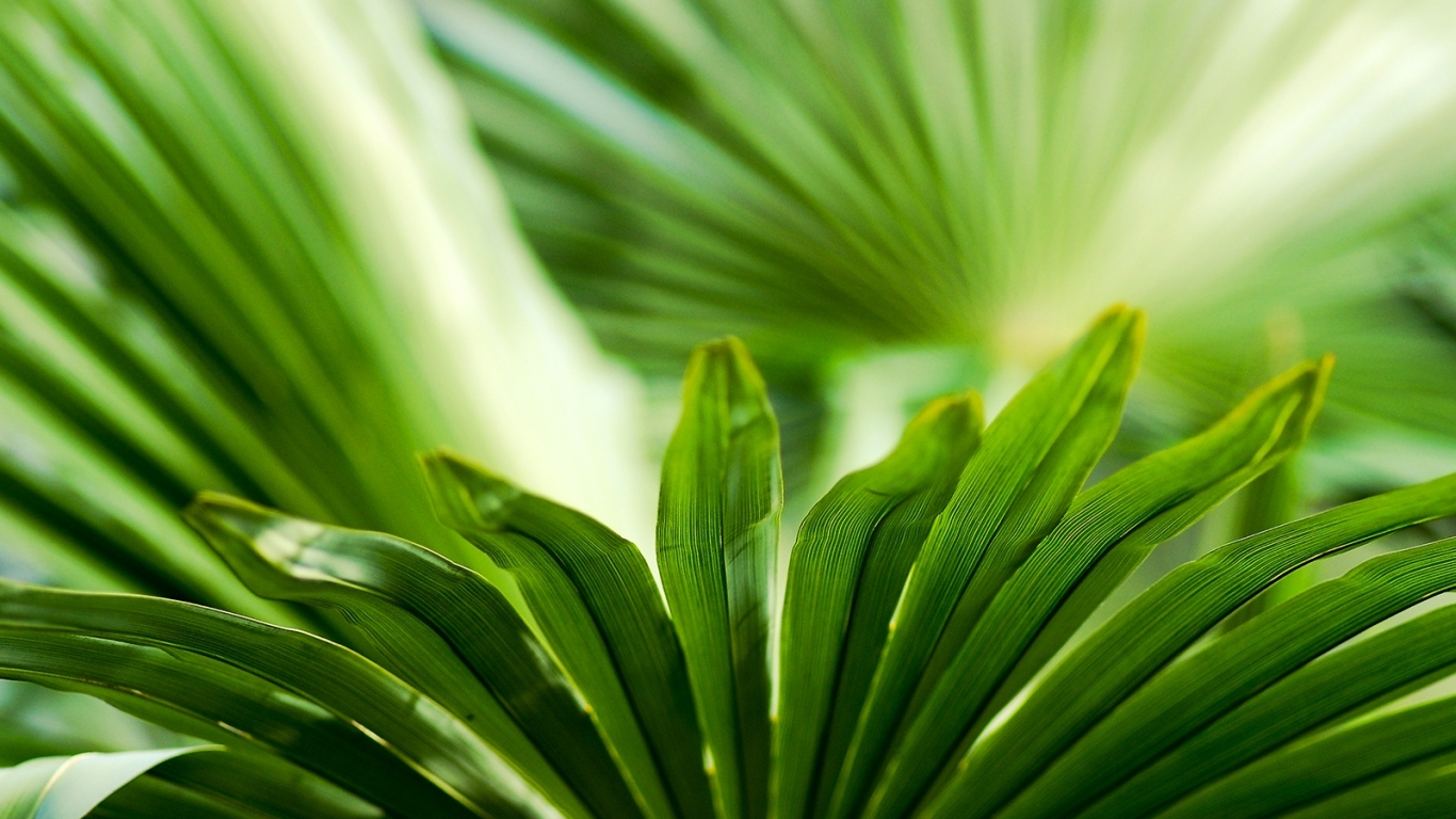 Листья зелени