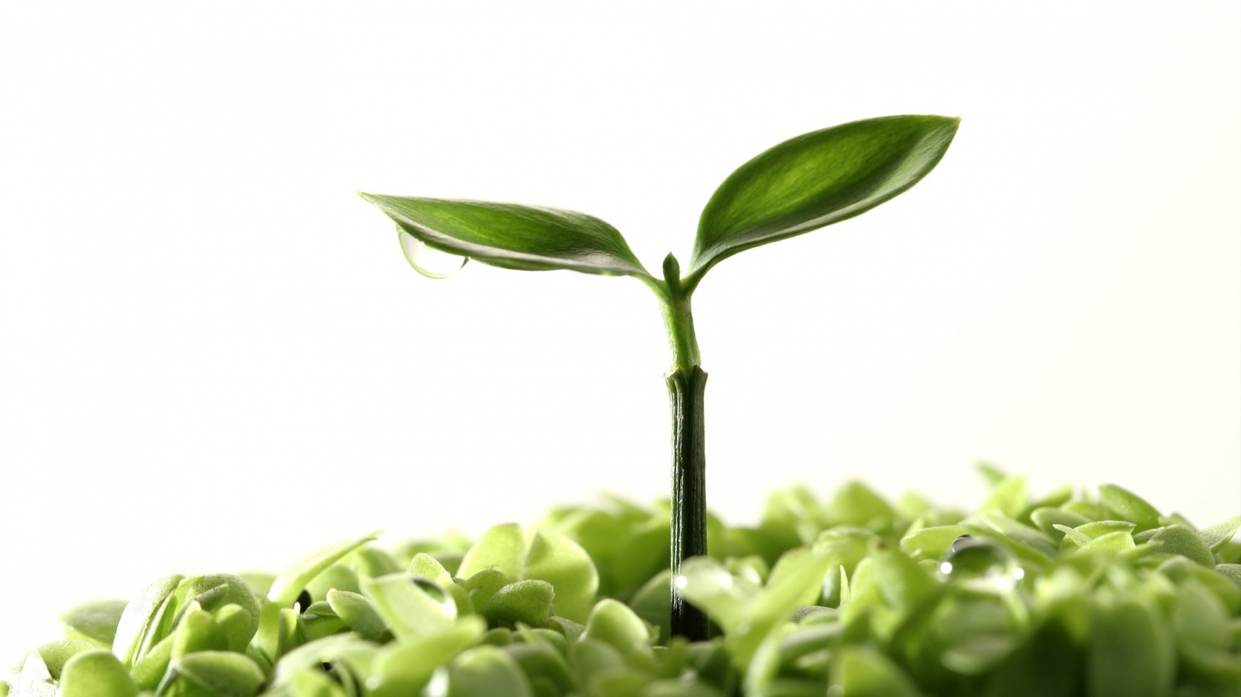 Новая жизнь