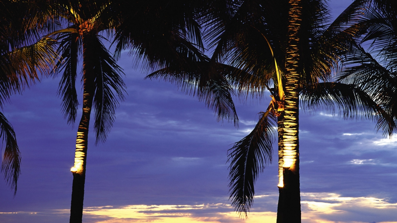 Пальмы в лучах заката