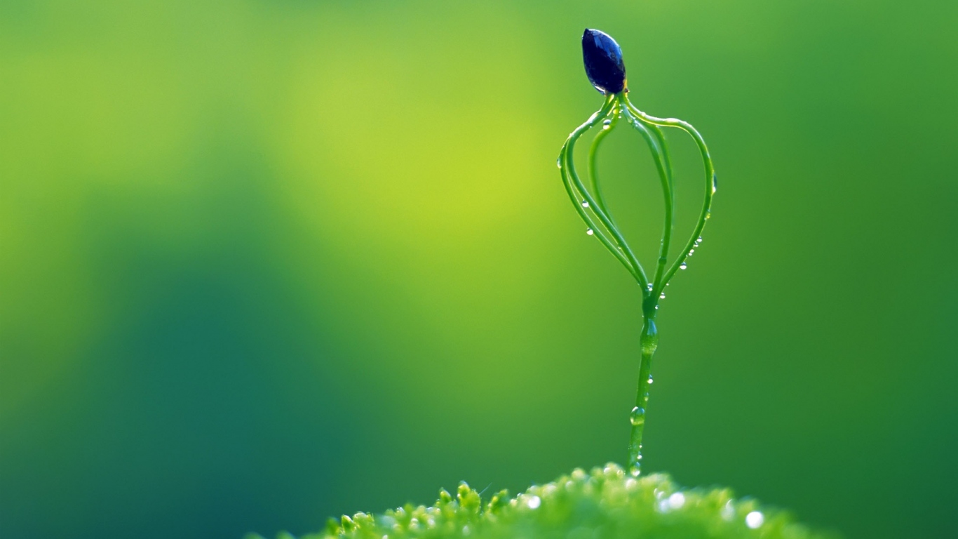 Необычное растение