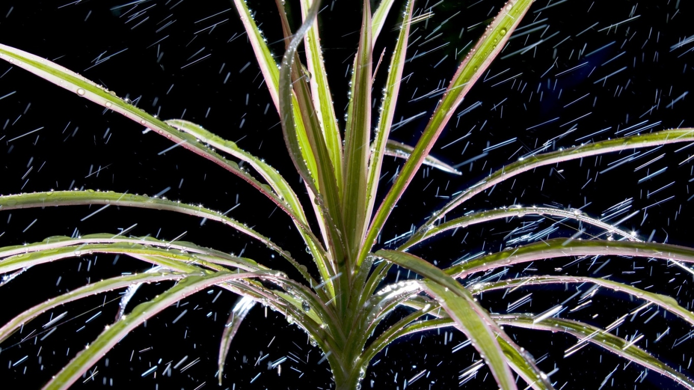  Dracaena