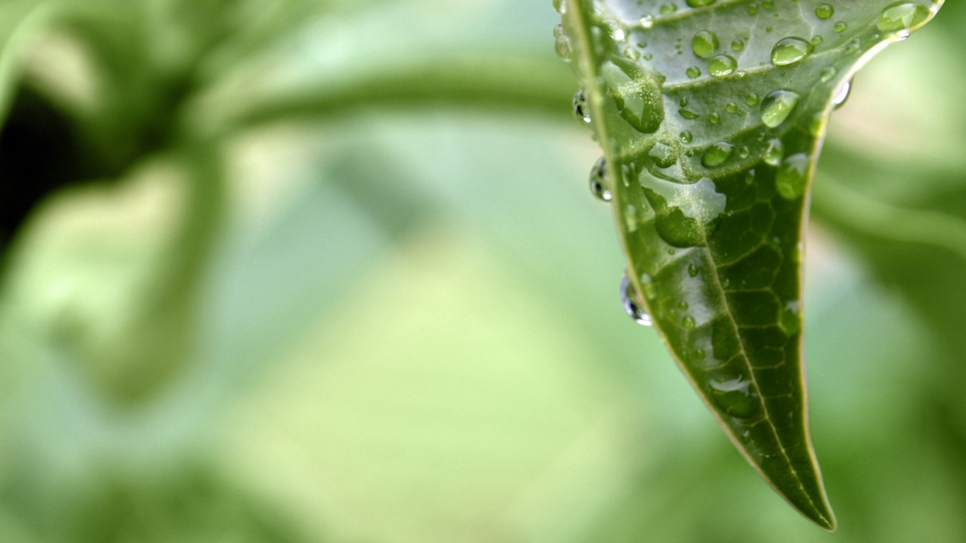 раса на листе