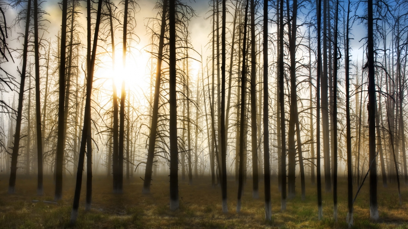 Деревья на закате