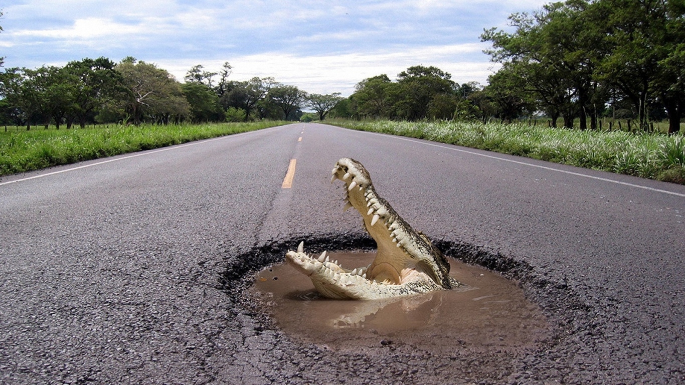 Крокодил на дороге