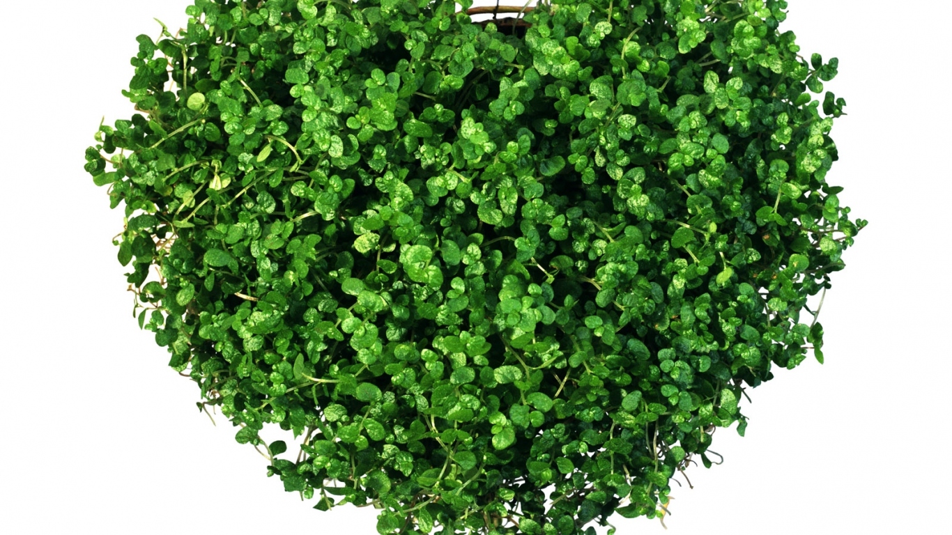 Сердечко из зелени