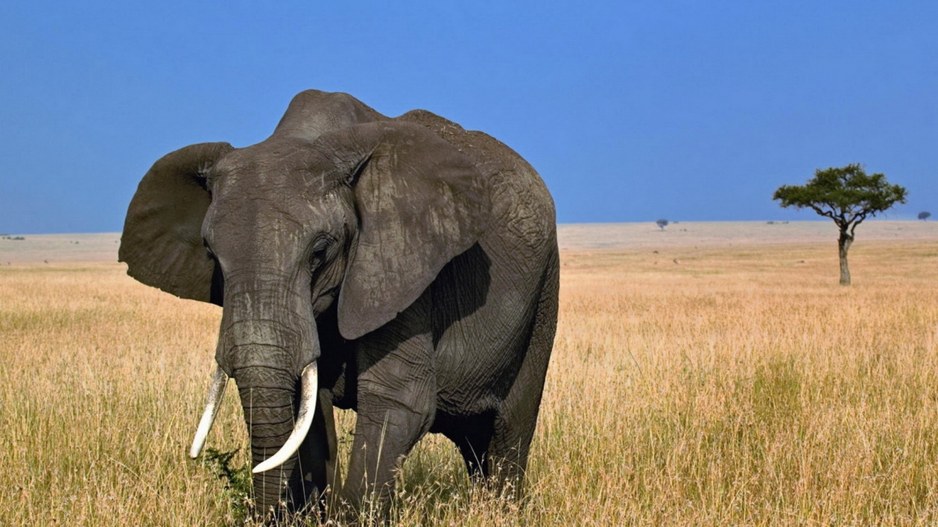 African elephant in Noding