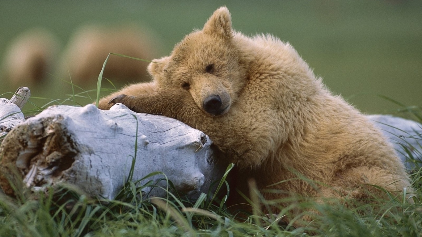 Медведь с бревном