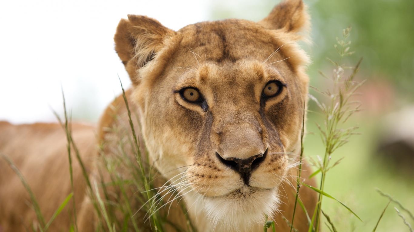 Красивая львица