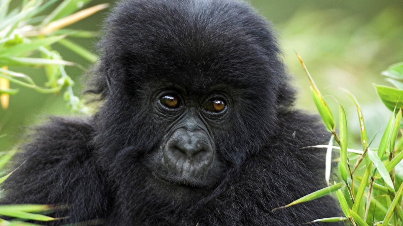 Горилла в траве