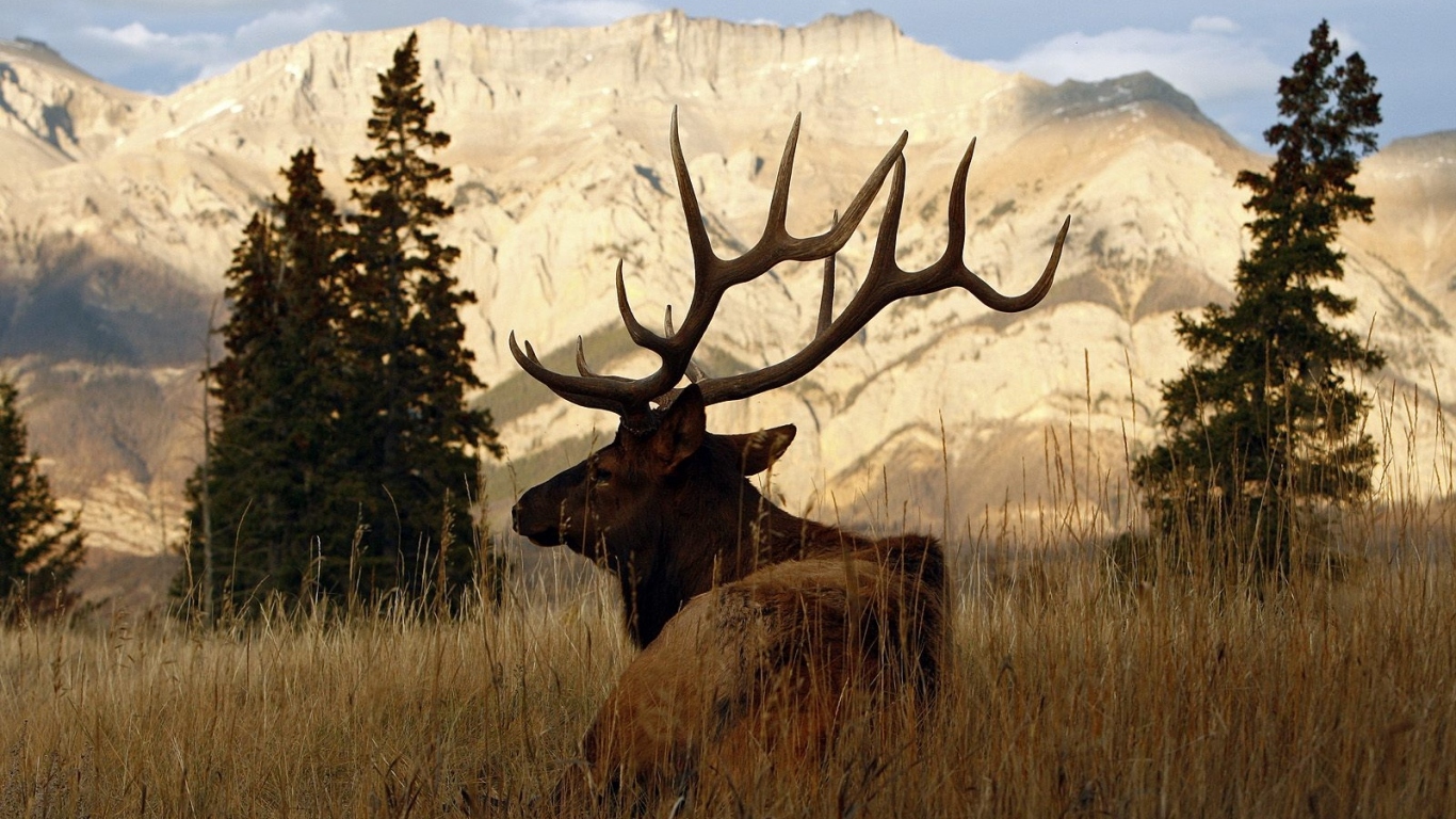 Рогатый олень