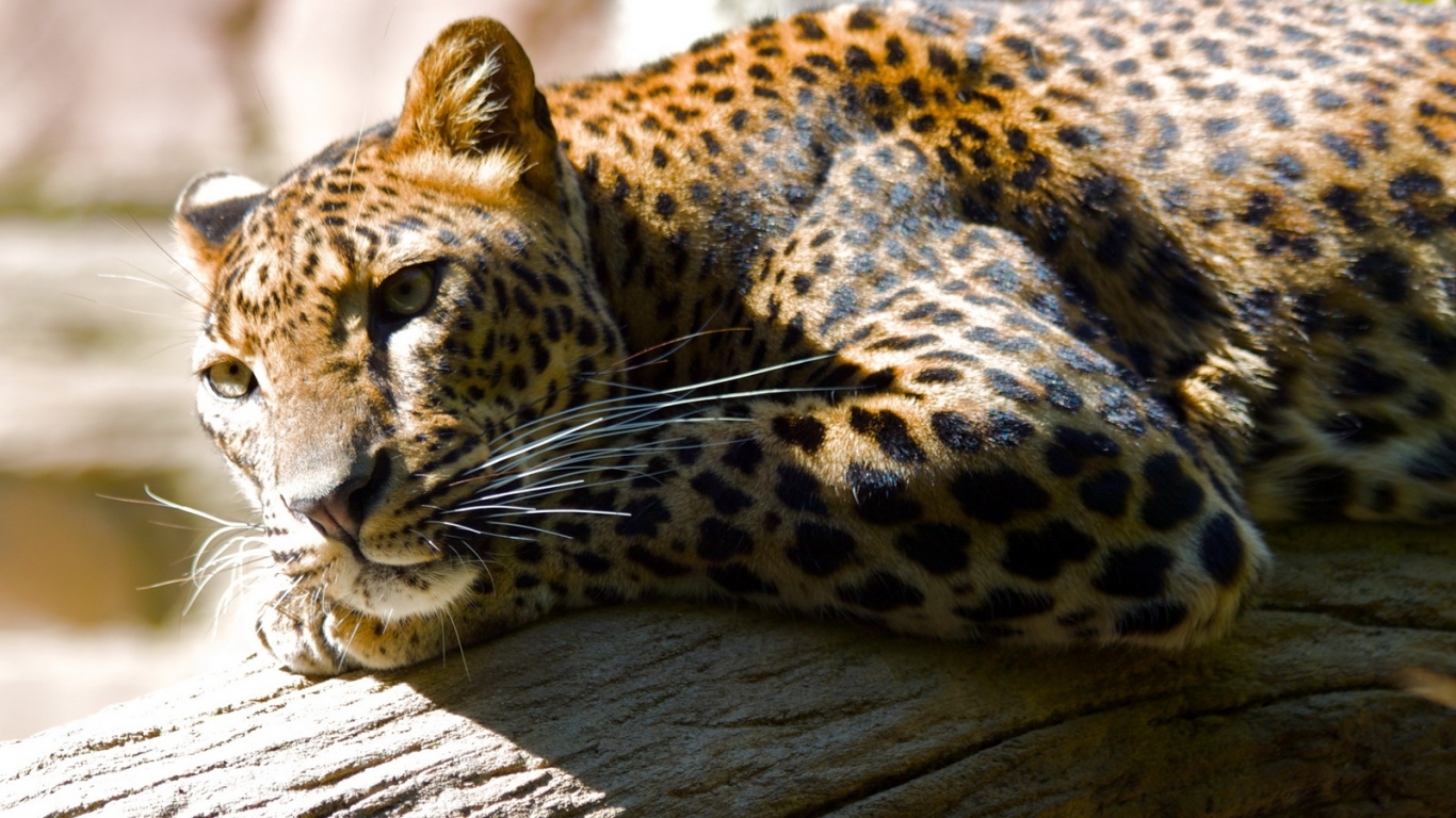 Леопард лежа на дереве