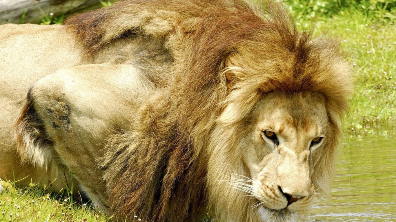 Лев на водопое