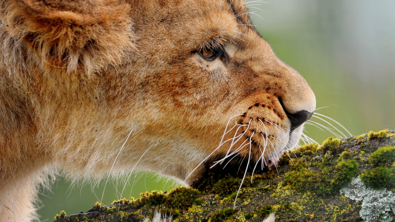Lioness gnawing a branch