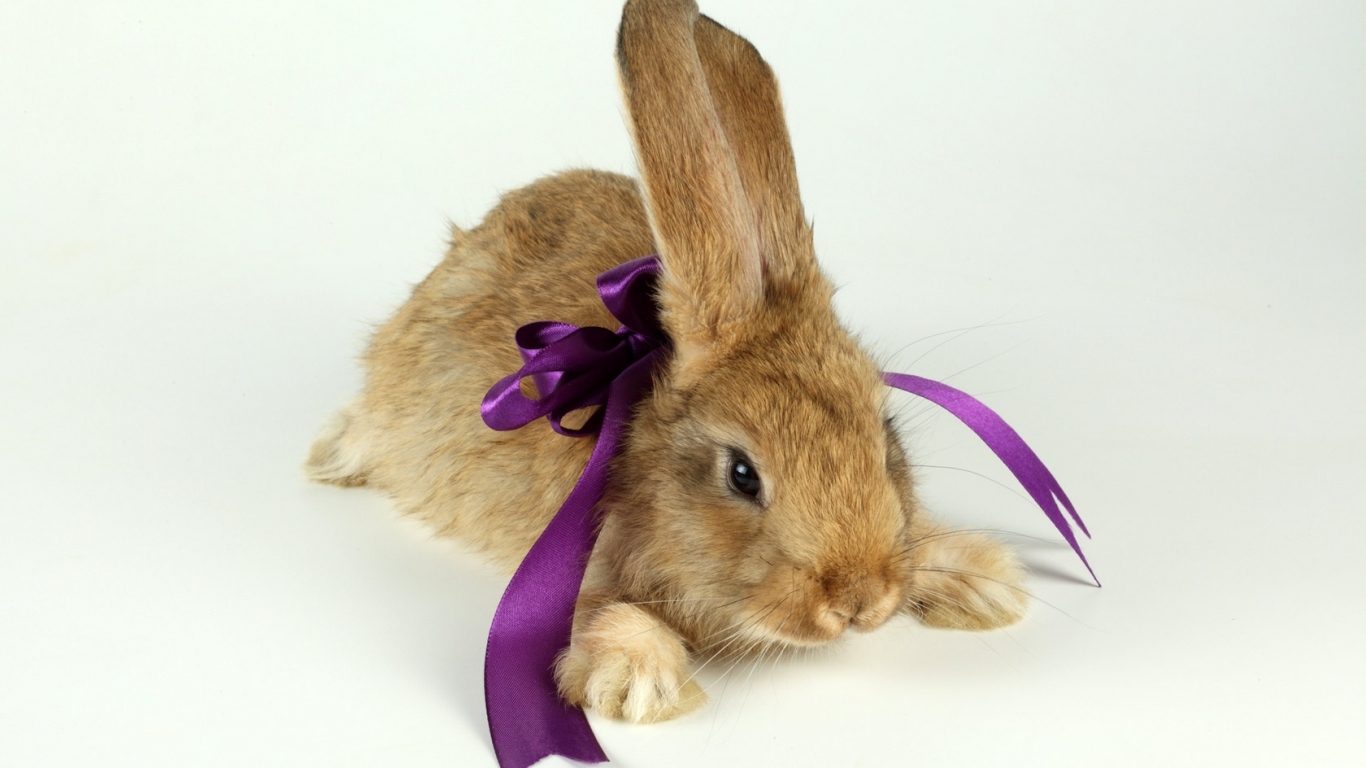 Кролик с бантиком