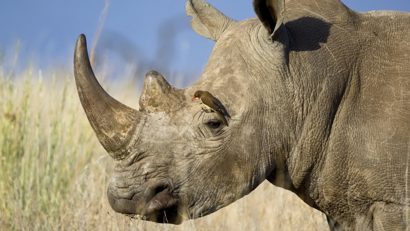 Носорог и птичка