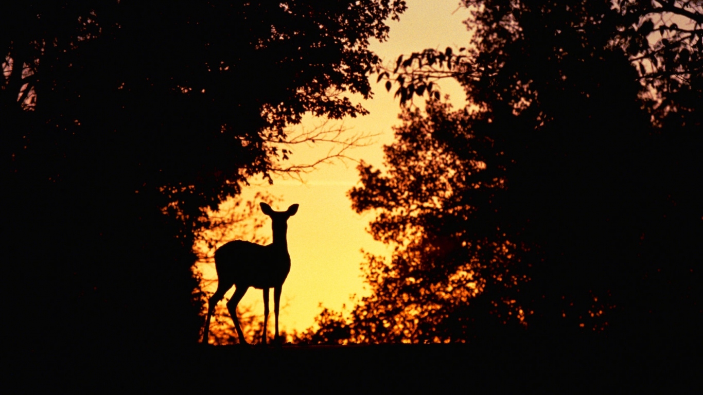 Косуля на закате