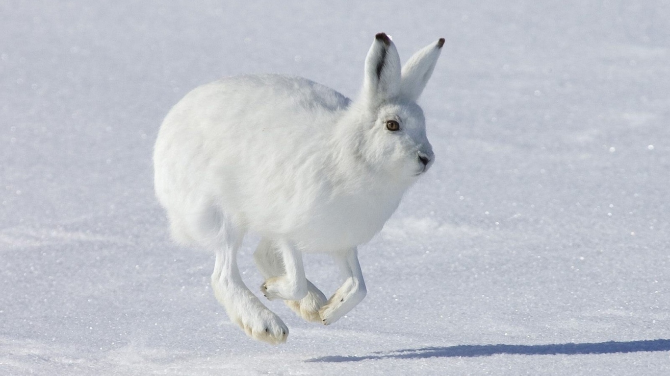 Бегущий Белый заяц