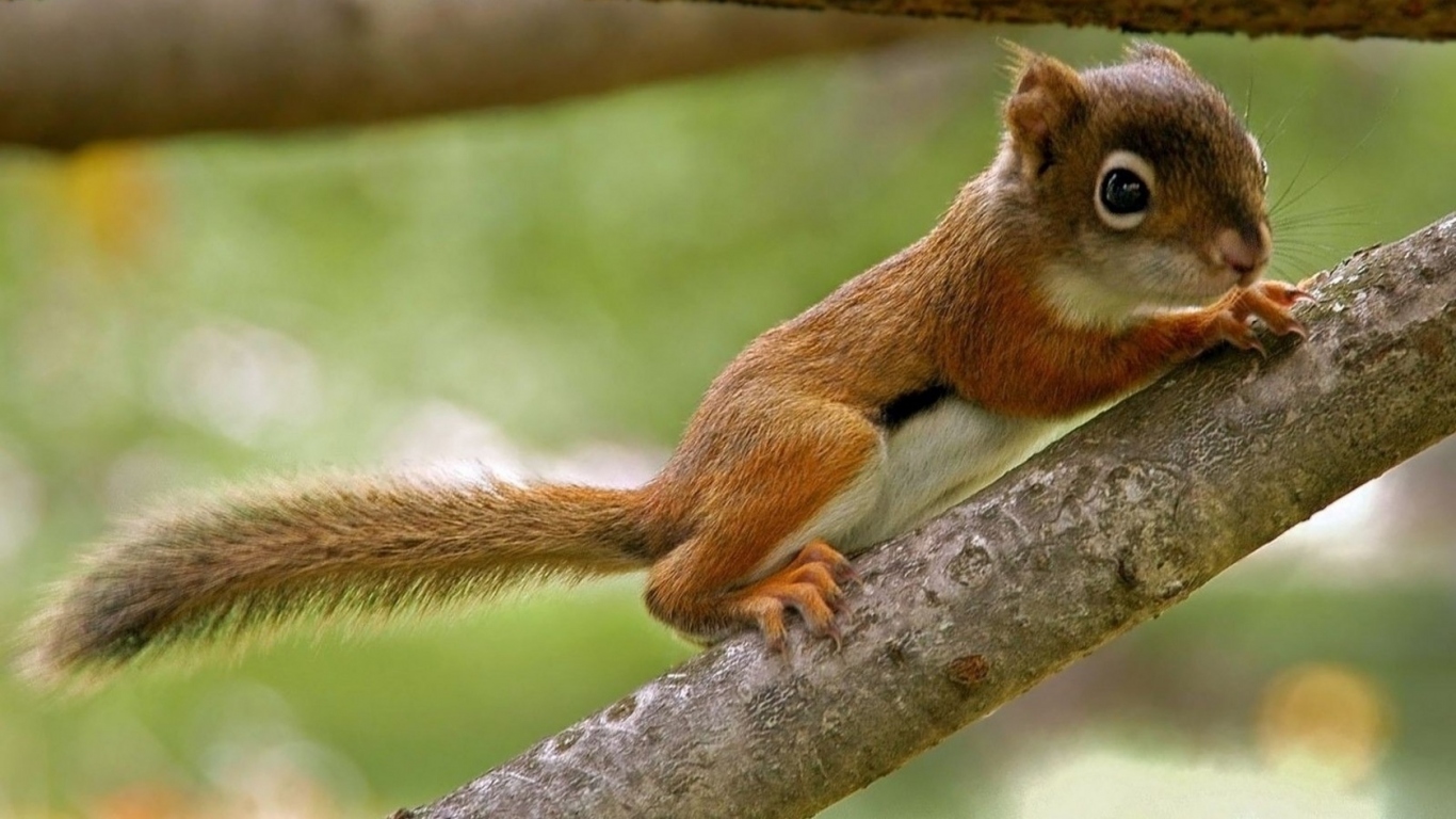 Бельчонок на ветке