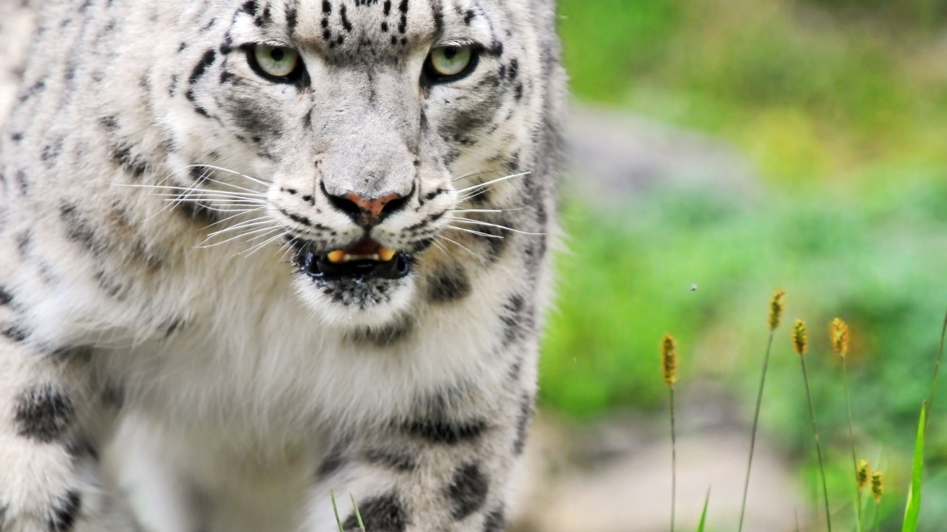 Снежный барс