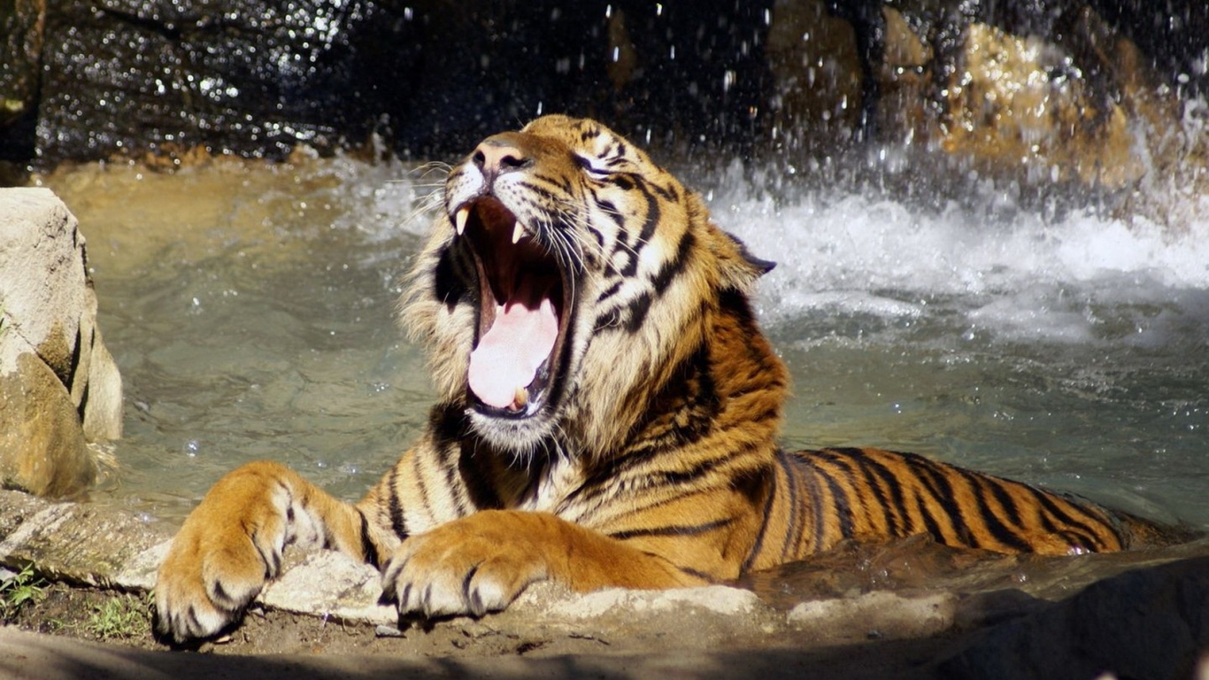 Тигр в воде