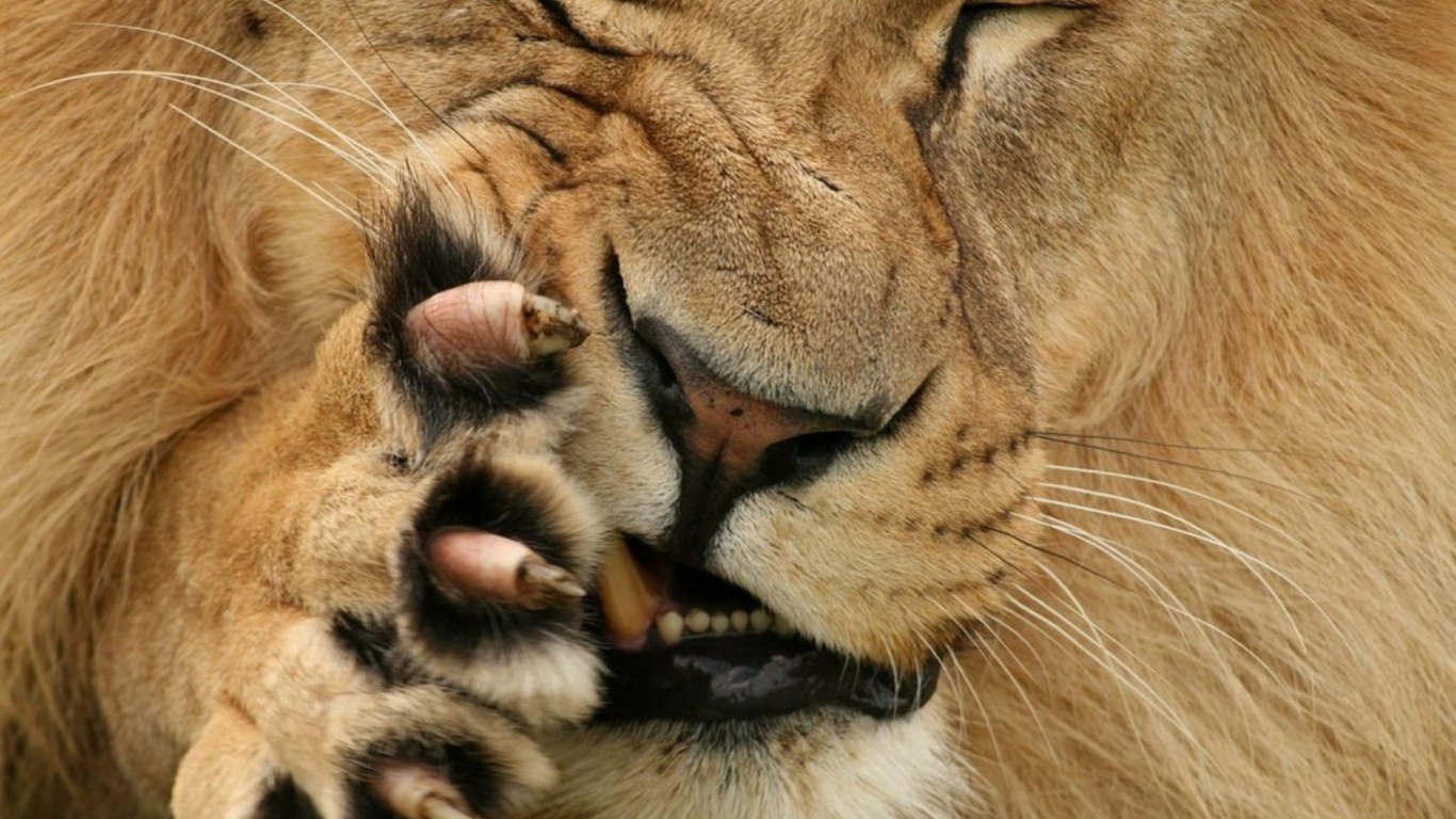 Царь зверей