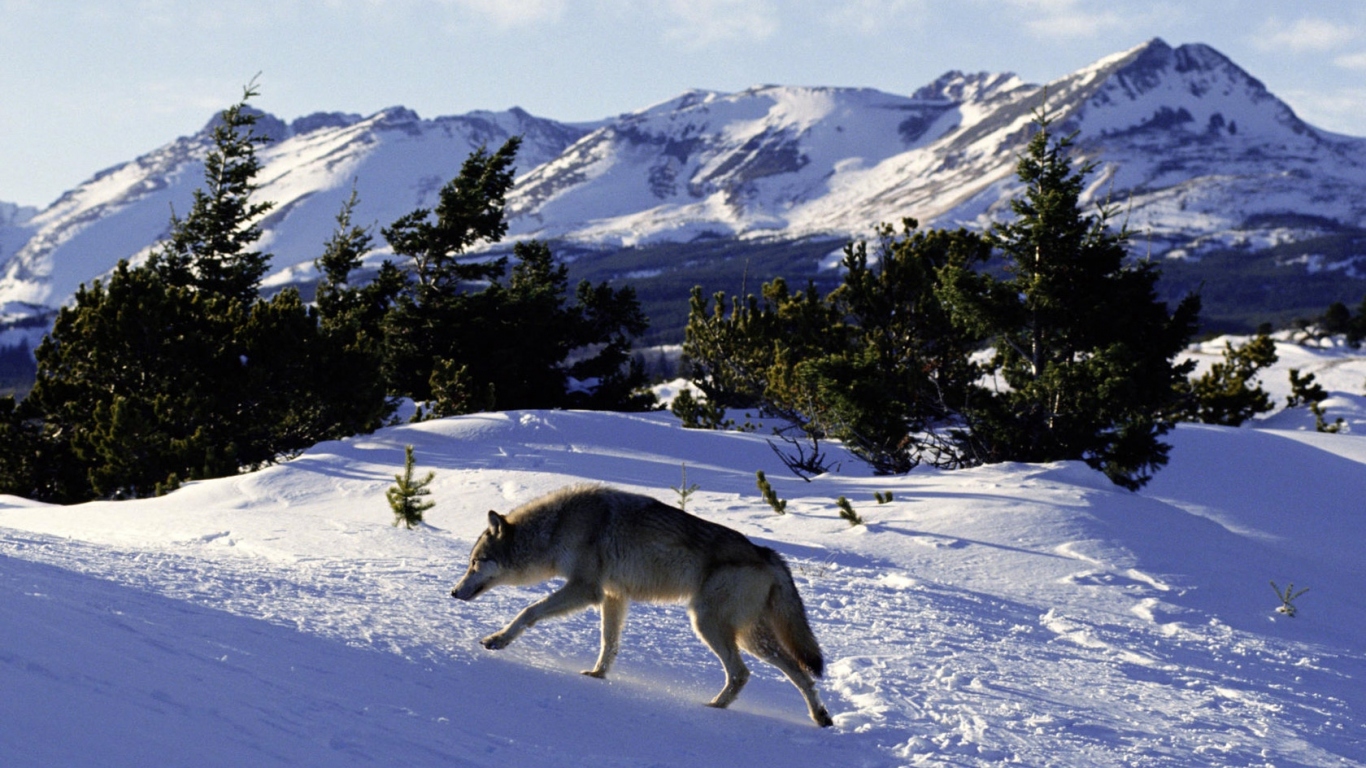 Волк идет по следу