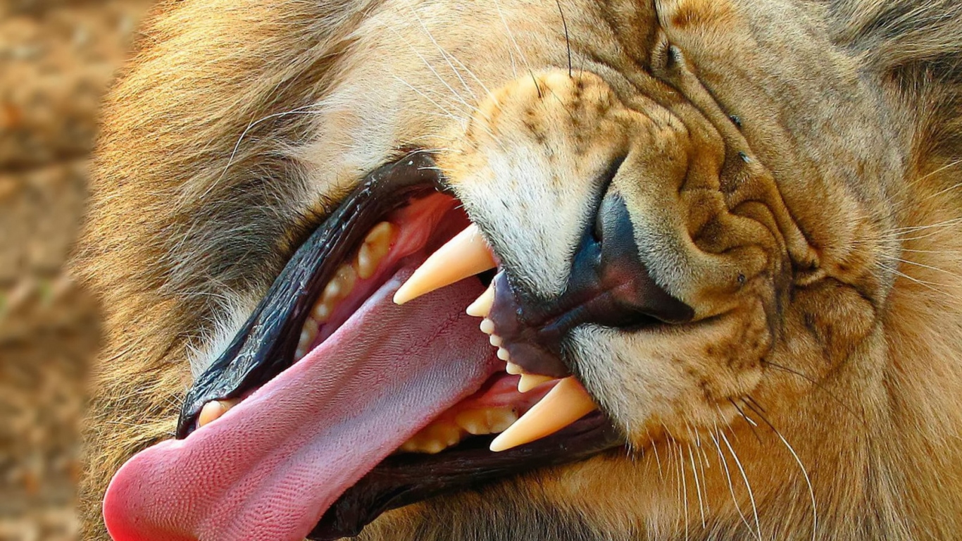 Зевающий лев