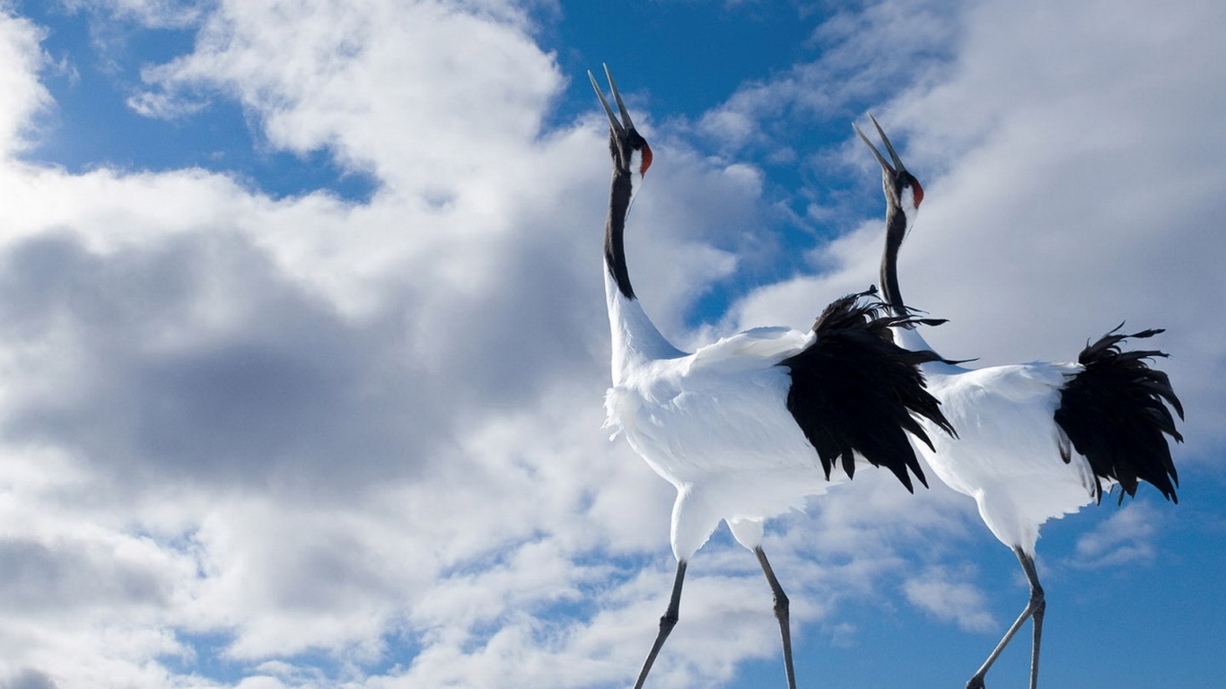 Птичья прогулка