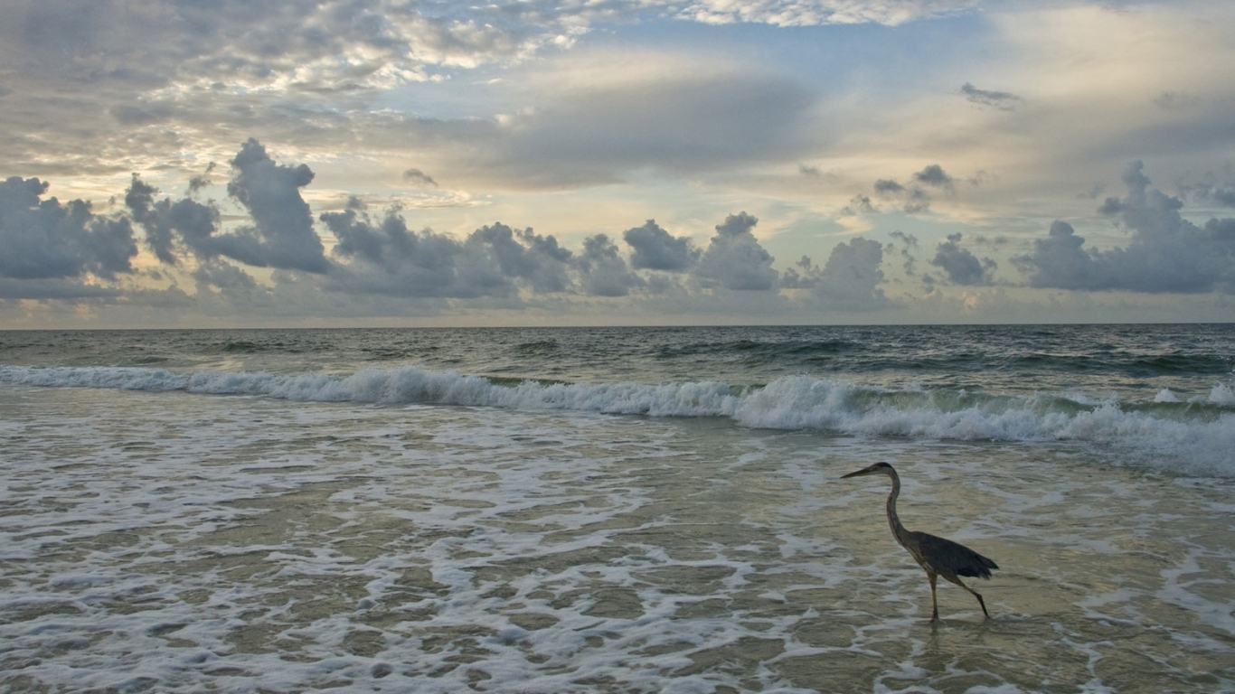 Птица на берегу