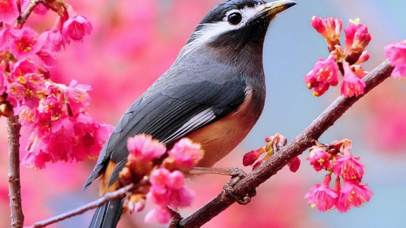 Птичка на ветке