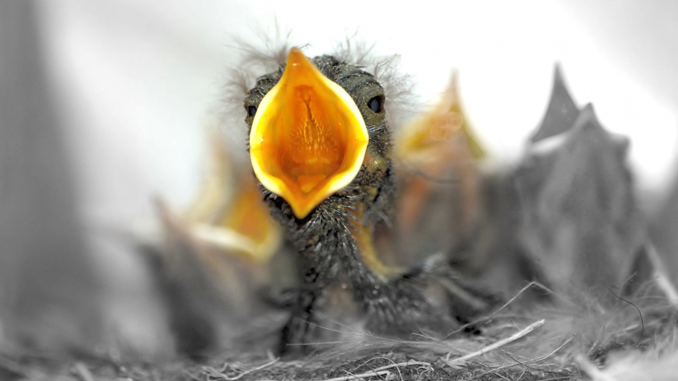 Птенцы в гнезде