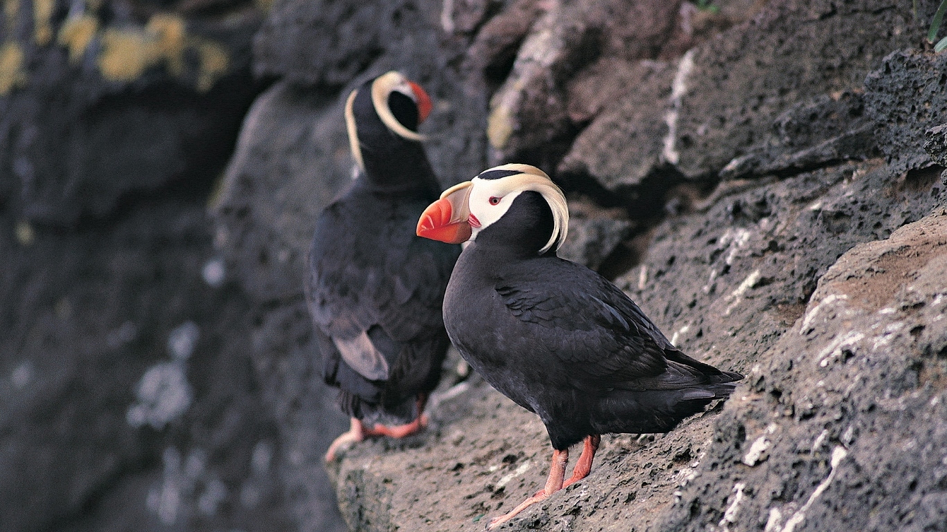 Тупик-птица