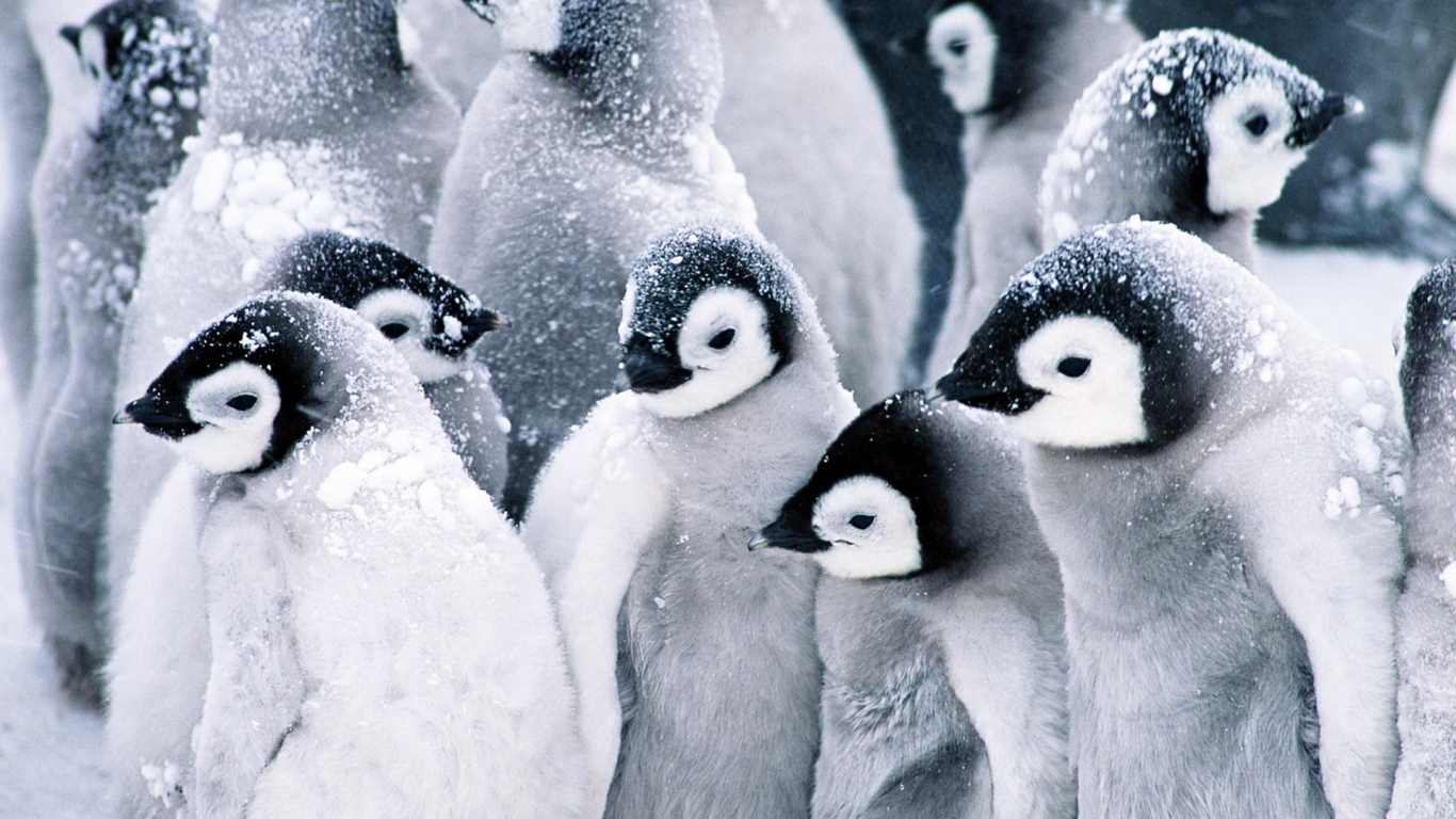 Стая пингвинов