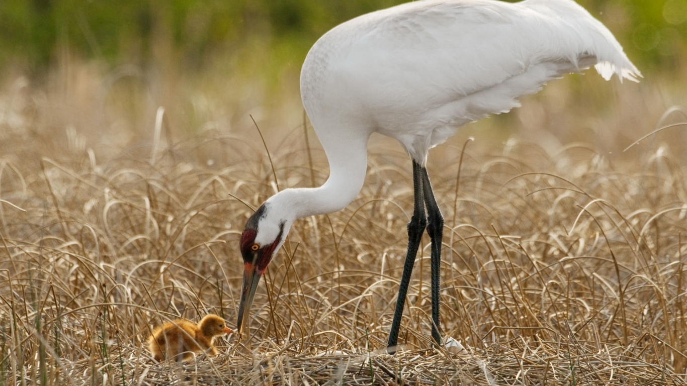 Цапля и птенец