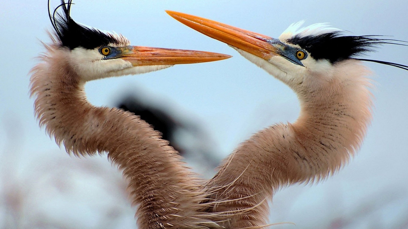 Танец любви