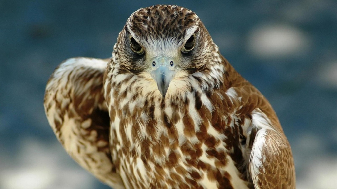 Хищный взгляд