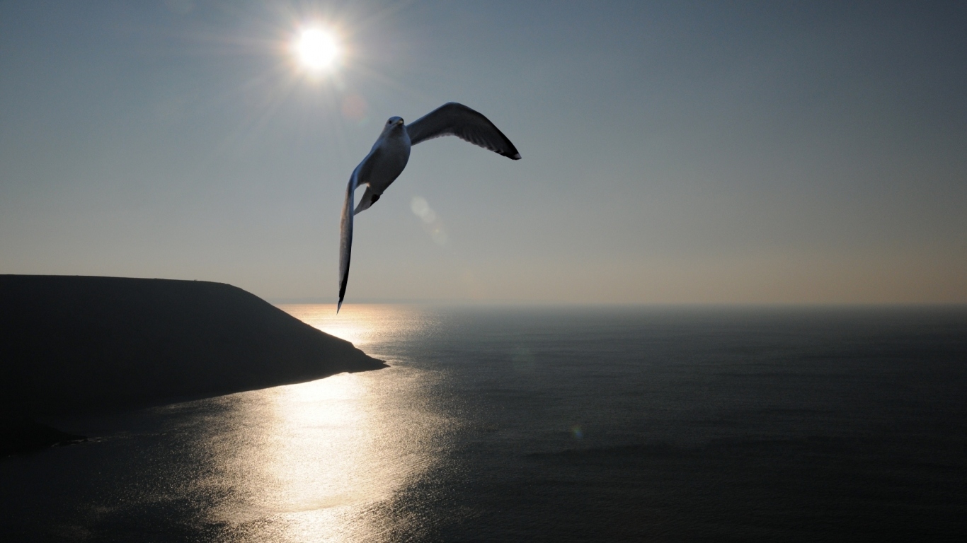 Птица Море Закат