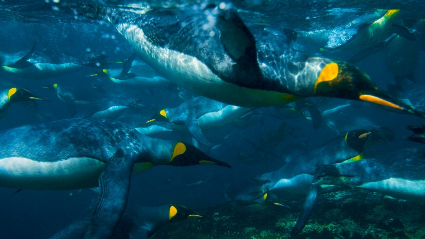 Плывущие пингвины