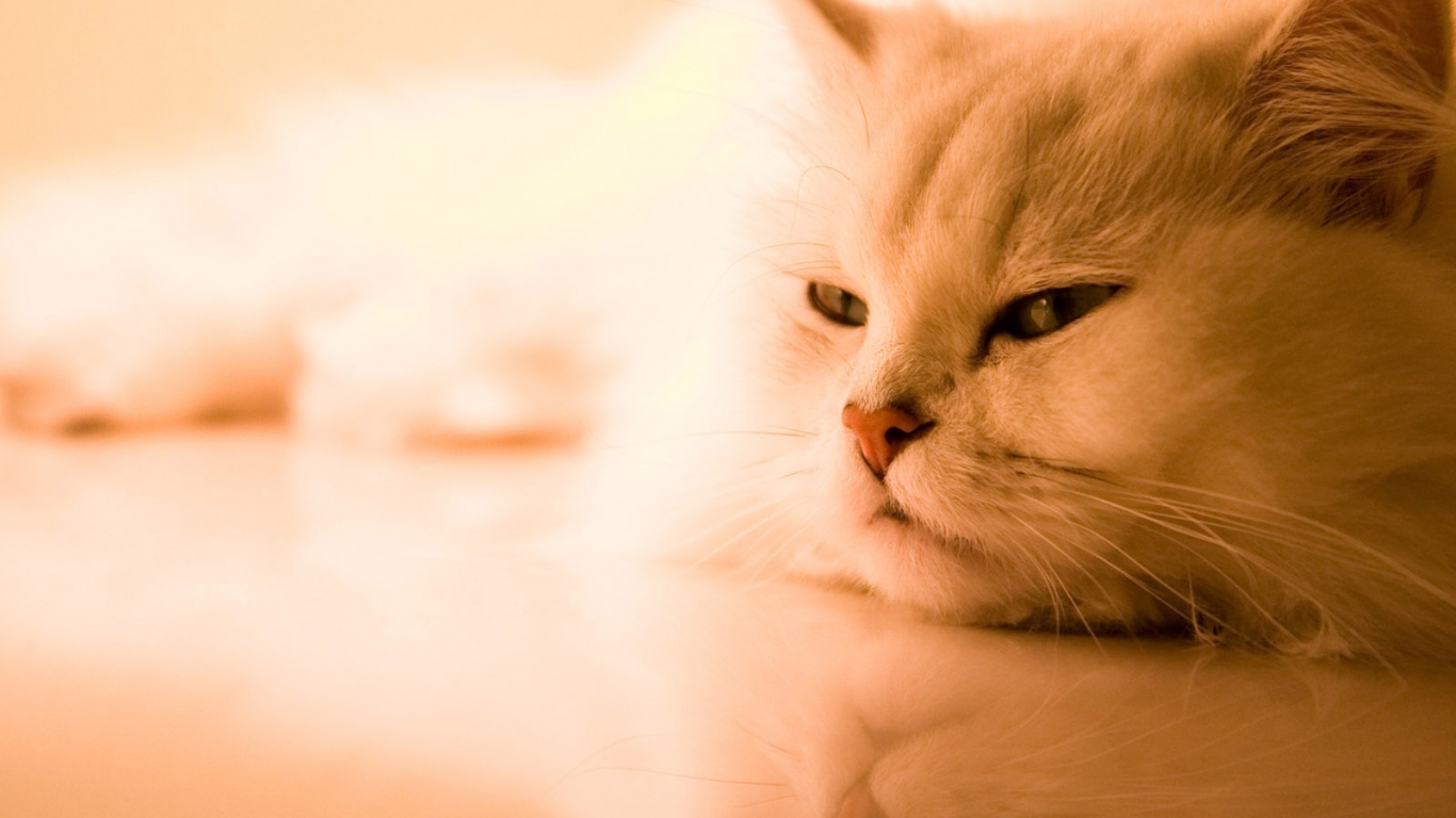 Красивая кошка