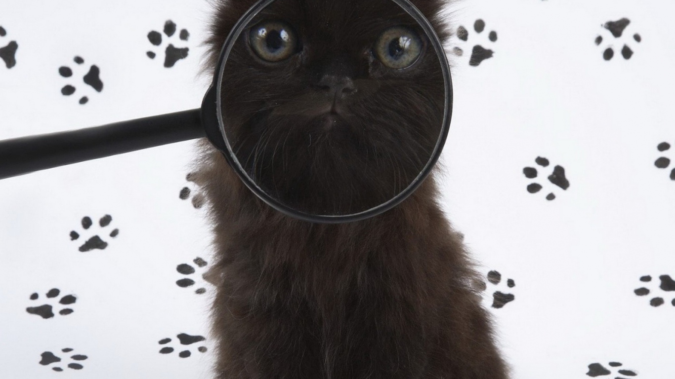 Черный котенок